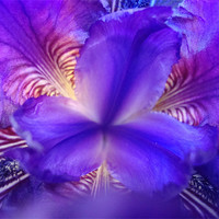 Buy canvas prints of Abstract Iris by Donna-Marie Parsons