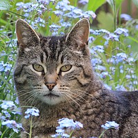 Buy canvas prints of Kitty in the Forget Me Not Flowers by Donna-Marie Parsons