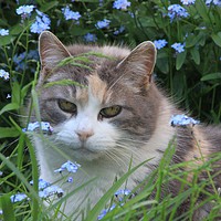 Buy canvas prints of Pretty Kitty in the Flowers by Donna-Marie Parsons