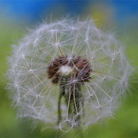 Buy canvas prints of Dandelion by Donna-Marie Parsons
