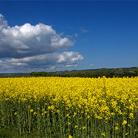 Buy canvas prints of Rape seed field by kevin wise