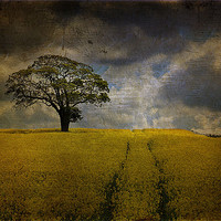 Buy canvas prints of Tree in a field 2 by kevin wise