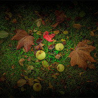 Buy canvas prints of Apples and Leaves by kevin wise