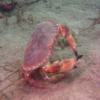 Buy canvas prints of Crab on seabed by kevin wise