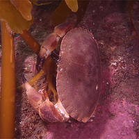 Buy canvas prints of Brown crab by kevin wise