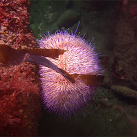 Buy canvas prints of Sea urchin by kevin wise