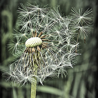 Buy canvas prints of Gone to seed by kevin wise