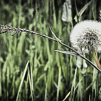 Buy canvas prints of Dandelion and grass by kevin wise