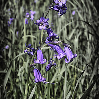 Buy canvas prints of Bluebell by kevin wise