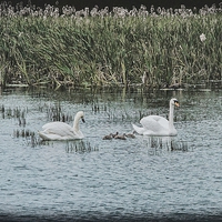 Buy canvas prints of Swans and Cygnets by kevin wise