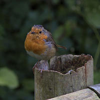 Buy canvas prints of  Robin Redbreast by kevin wise