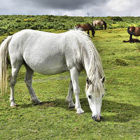 Buy canvas prints of  Dartmoor Ponies by kevin wise