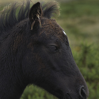 Buy canvas prints of Dartmoor Pony by kevin wise
