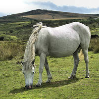 Buy canvas prints of Dartmoor Ponies by kevin wise