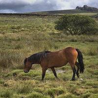Buy canvas prints of  Wild Pony by kevin wise