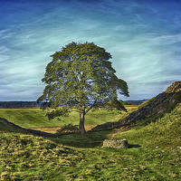 Buy canvas prints of Sycamore Gap  by kevin wise
