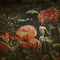 Buy canvas prints of poppies by kevin wise