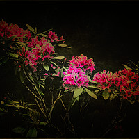 Buy canvas prints of    Pink and Green                                  by kevin wise