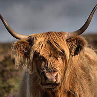 Buy canvas prints of      Highland cattle 4                             by kevin wise