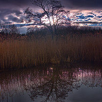 Buy canvas prints of Tree Reflection                                    by kevin wise