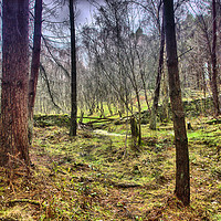 Buy canvas prints of Woodland veiw by kevin wise