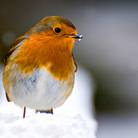 Buy canvas prints of Christmas Robin by kevin wise