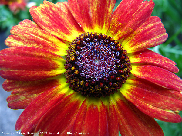 Red & Yellow Daisy Picture Board by Luke Newman