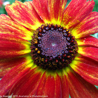 Buy canvas prints of Red & Yellow Daisy by Luke Newman