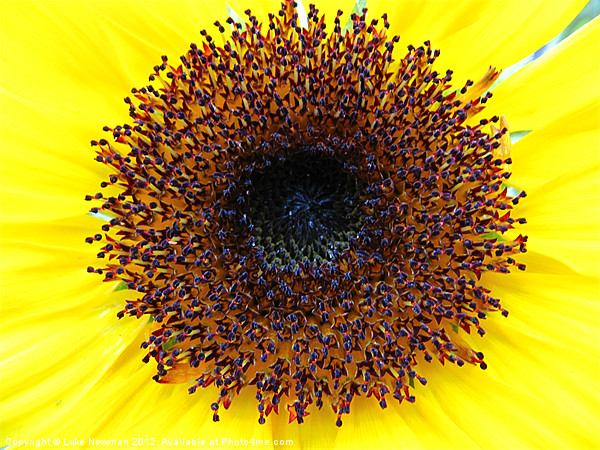 Sunflower Yellow Bloom Picture Board by Luke Newman