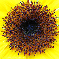 Buy canvas prints of Sunflower Yellow Bloom by Luke Newman