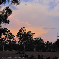 Buy canvas prints of Gumtree Sunset by Luke Newman