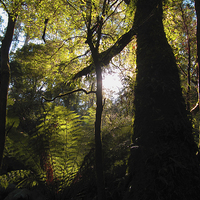 Buy canvas prints of Great Ottway Rainforest by Luke Newman
