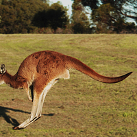 Buy canvas prints of Jumping Kangaroo by Luke Newman