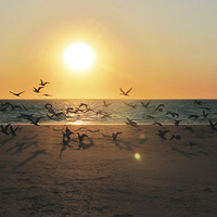 Buy canvas prints of Sunset Migration, Coral Bay by Luke Newman