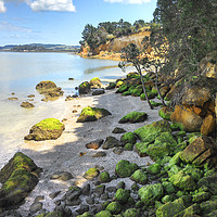 Buy canvas prints of Shelly Beach, Auckland by Luke Newman