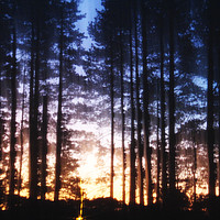 Buy canvas prints of Sunset Ghost Trees by Luke Newman