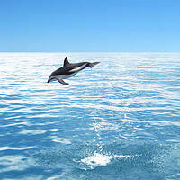 Buy canvas prints of Kaikoura Dusky Dolphin Jump by Luke Newman