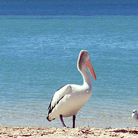 Buy canvas prints of Pelican Stand-off by Luke Newman