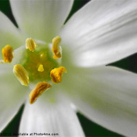 Buy canvas prints of White Rain Lily Anther and Stigma by Daryl Hill