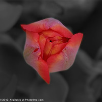Buy canvas prints of Red Tulip Bud on Gray by Daryl Hill