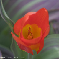 Buy canvas prints of Solo Red and Yellow Tulip by Daryl Hill