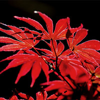 Buy canvas prints of Acer by Jamie Beck
