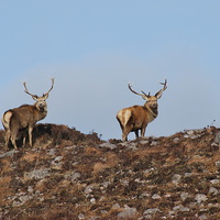 Buy canvas prints of  Pair of Stags on the hill top by kelvin fraser