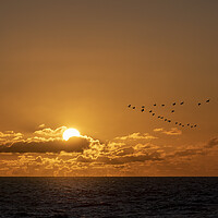 Buy canvas prints of Geese flying over a warm and romantic sunset on th by Ankor Light