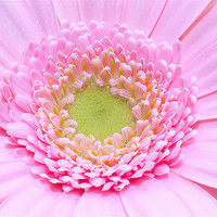 Buy canvas prints of Macro of a pink Gerbera flower by Ankor Light
