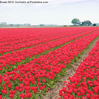Buy canvas prints of Red Tulips Bulb Farm by Ankor Light