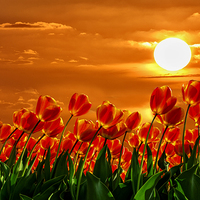 Buy canvas prints of Valentine sunset red tulips flowers by Ankor Light