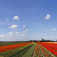 Buy canvas prints of  Tulip bulb field panorama by Ankor Light