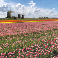 Buy canvas prints of Windmills against the blooming tulip bulb farm lan by Ankor Light