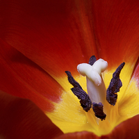 Buy canvas prints of  Red Tulip by Ankor Light